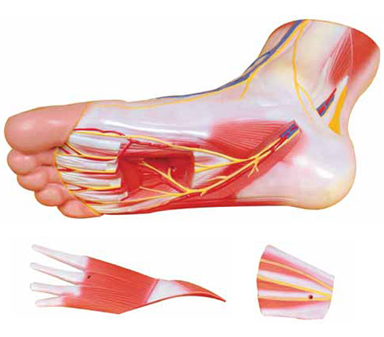 Regional Anatomy of the Foot